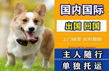 贵阳宠物托运公司贵阳宠物托运公司贵阳宠物托运公司
